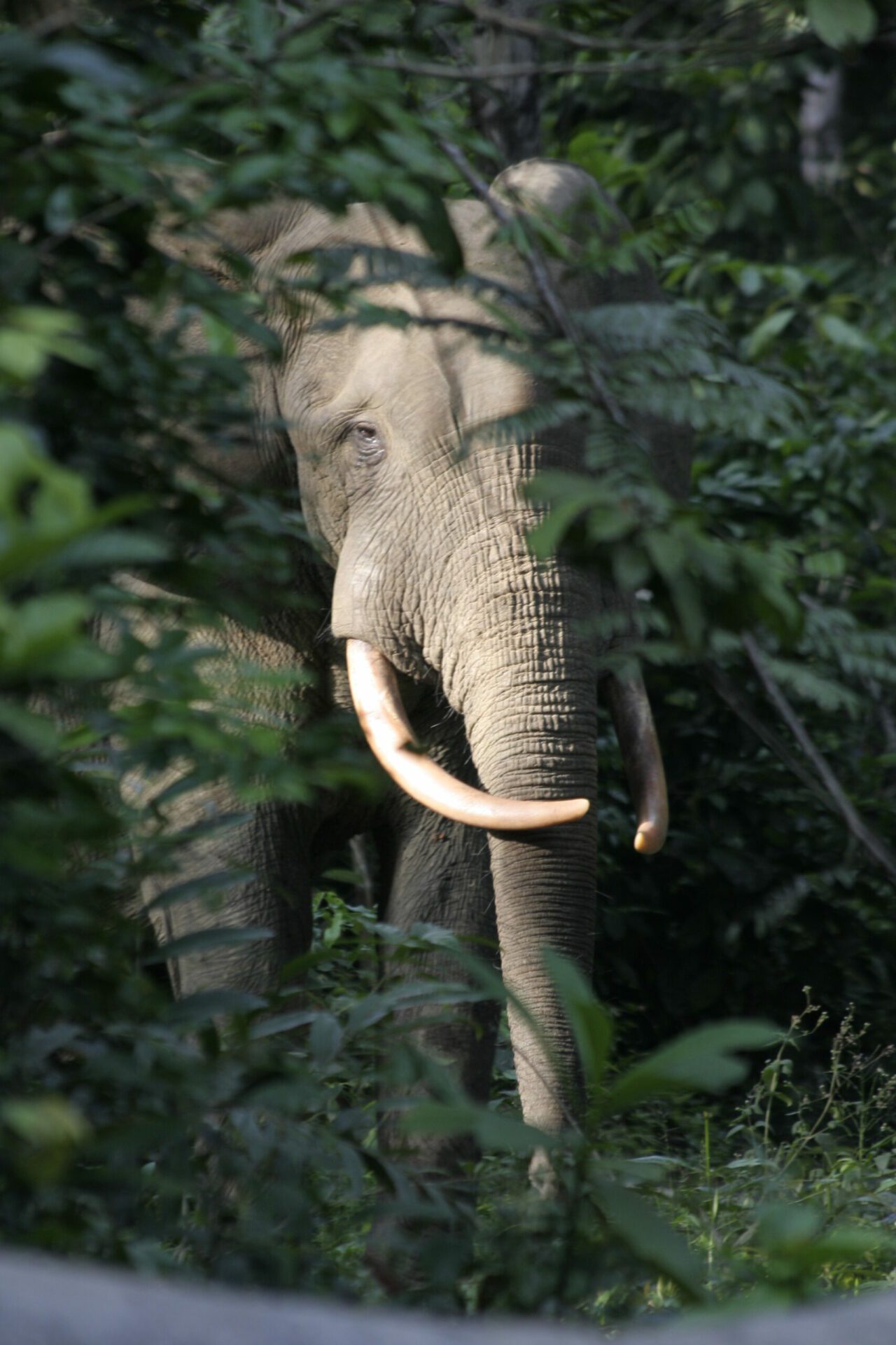 Conservation et gestion de la faune - Nature+