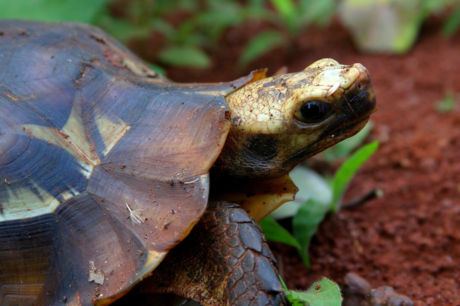 Conservation et gestion de la faune - Nature+